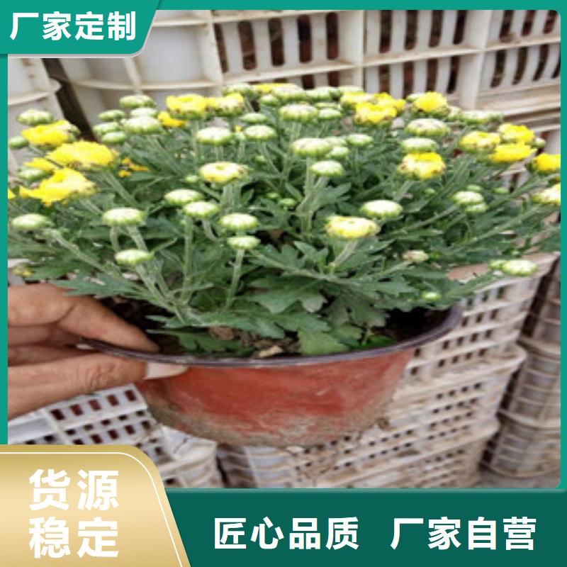 花海景观耐寒耐旱草花基地厂家直销规格多样