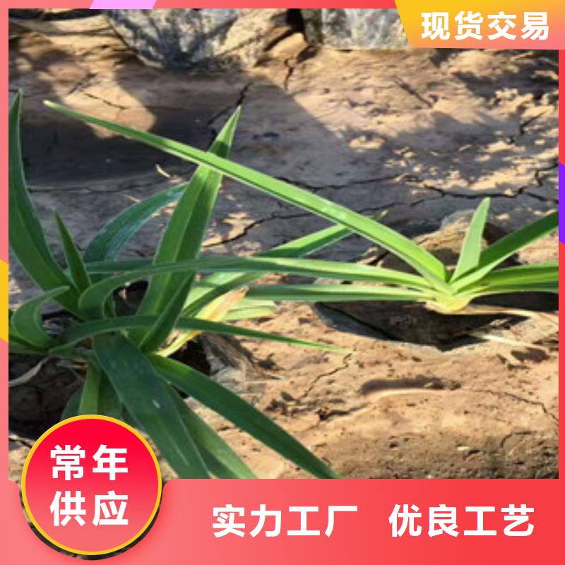 花海景观柳叶马鞭草/薰衣草高品质诚信厂家