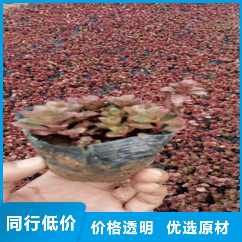 花海景观【五一国庆草花批发】现货直发