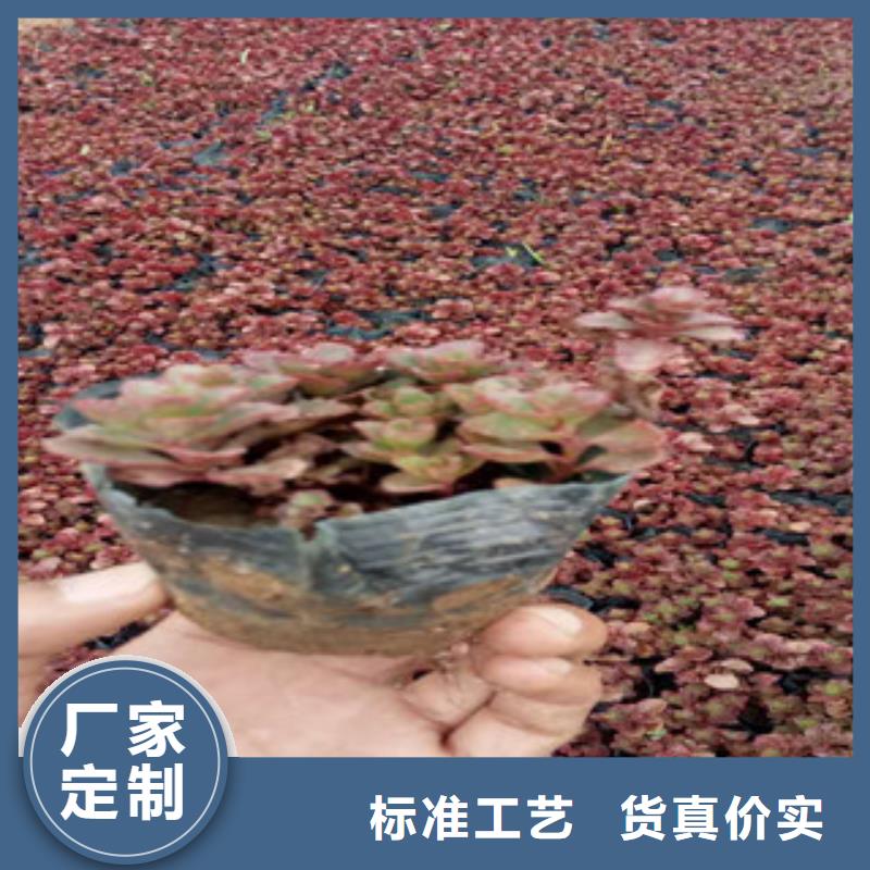 花海景观耐寒耐旱草花基地厂家直销规格多样