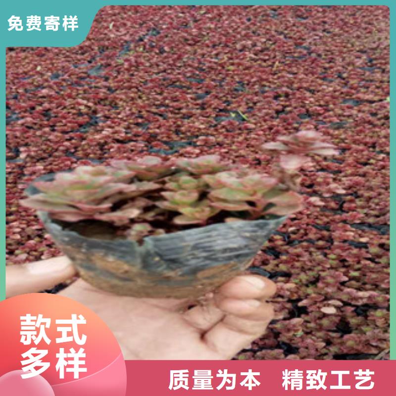 花海景观柳叶马鞭草/薰衣草高品质诚信厂家