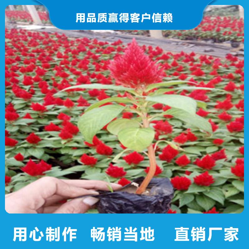 花海景观花海景观工程用心做好每一件产品