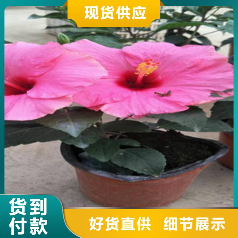 花海景观耐寒耐旱草花基地专注质量