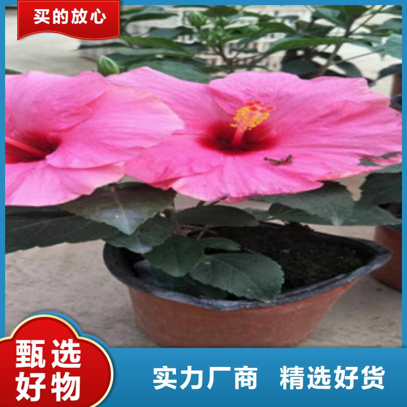 花海景观【耐寒耐旱草花基地】精工打造