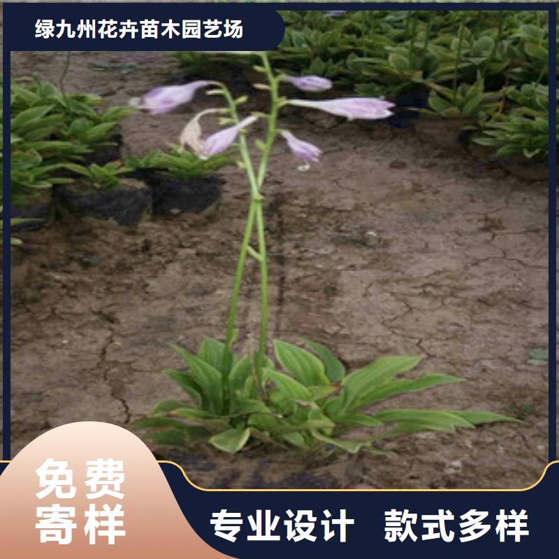 花海景观【耐寒耐旱草花基地】精工打造