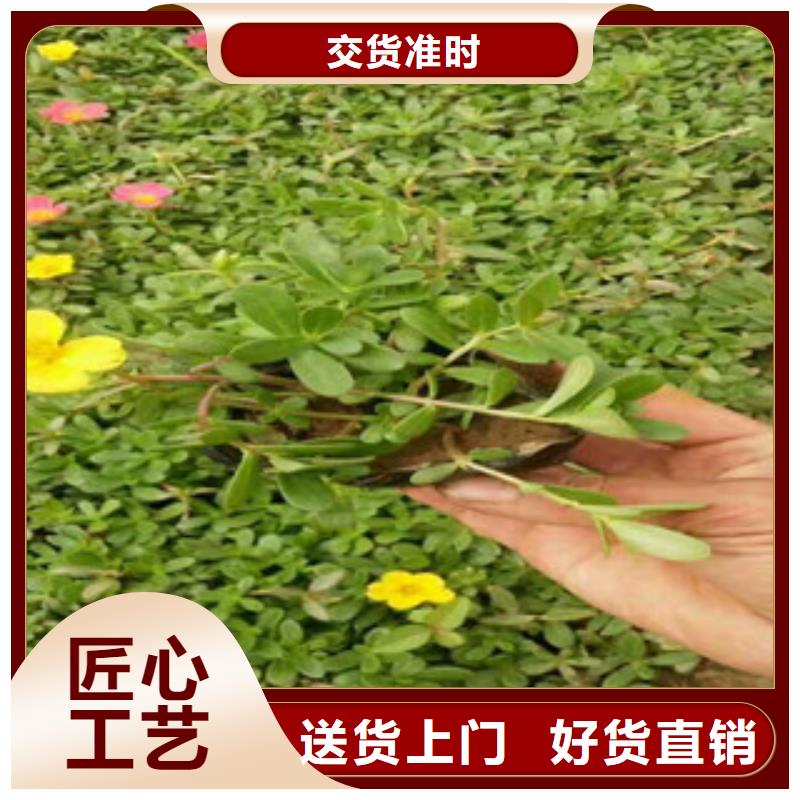 花海景观花海景观工程用心做好每一件产品