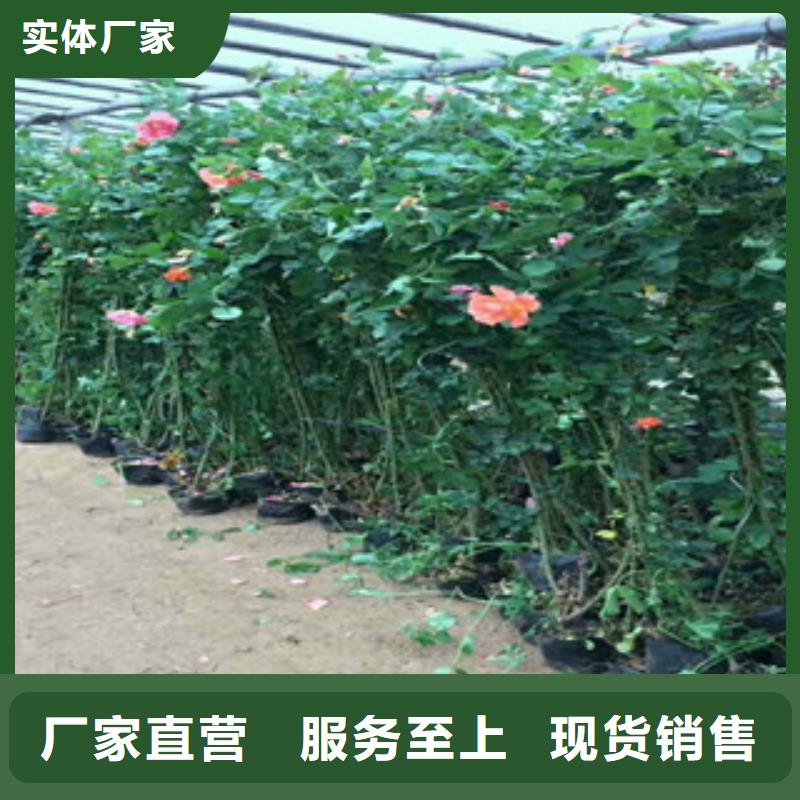 【花海景观,宿根花卉基地经久耐用】