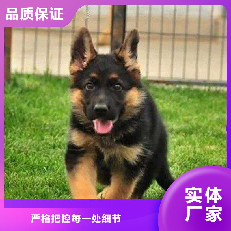 德国牧羊犬德牧犬N年生产经验