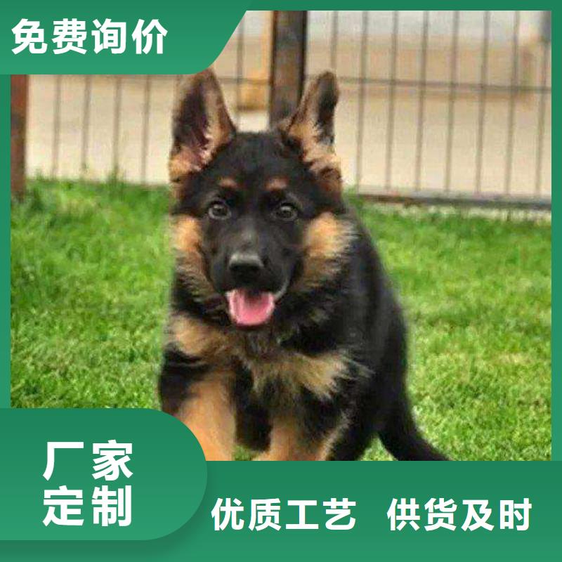 【德国牧羊犬】杜高犬实力才是硬道理