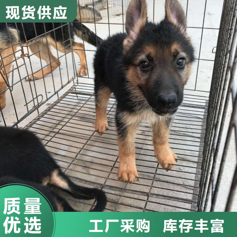 德国牧羊犬德牧犬保障产品质量