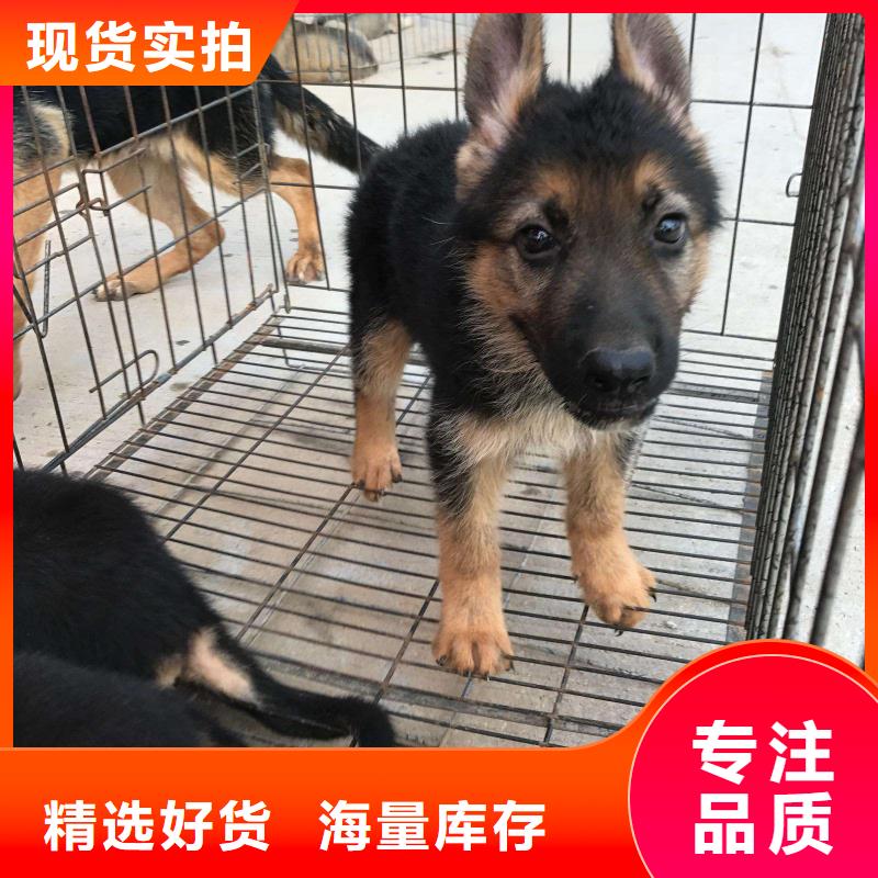 德国牧羊犬德牧犬N年生产经验