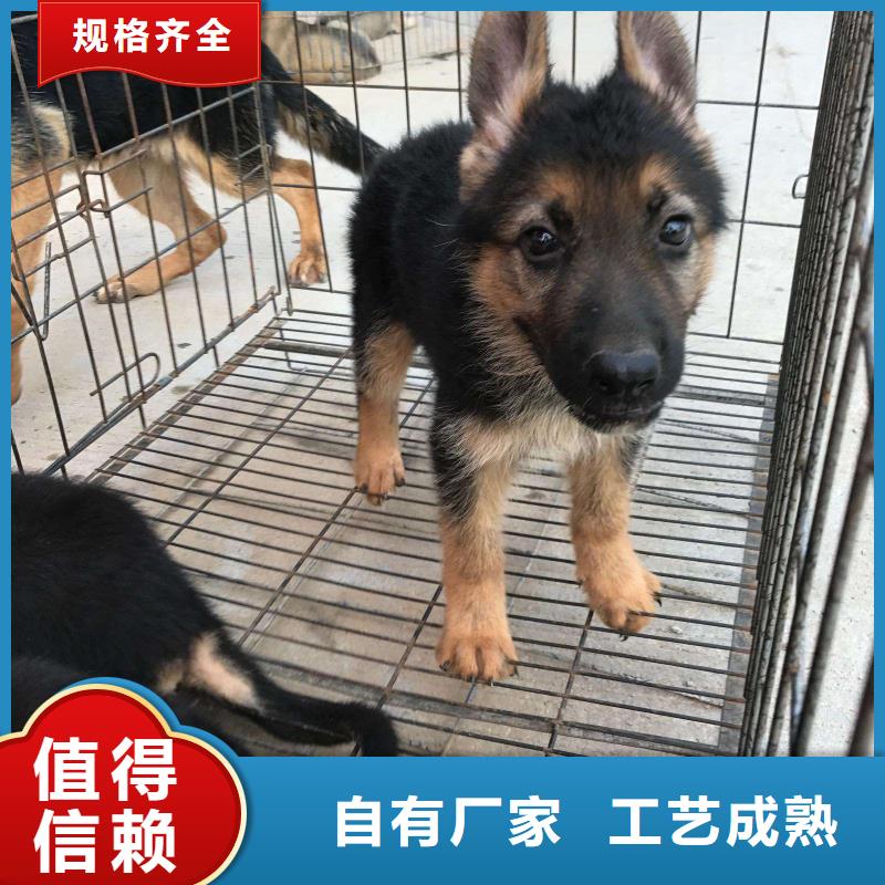 德国牧羊犬【德牧犬】联系厂家