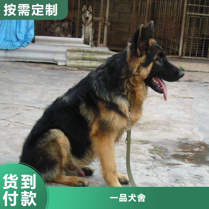 德国牧羊犬黑狼现货实拍