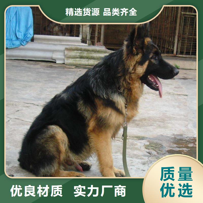 德国牧羊犬德牧犬保障产品质量