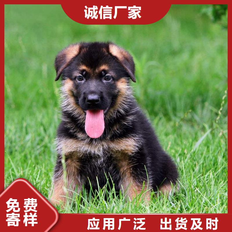 德国牧羊犬-比特犬商家直供