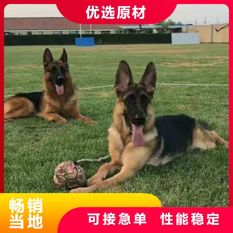 德国牧羊犬德牧犬N年生产经验