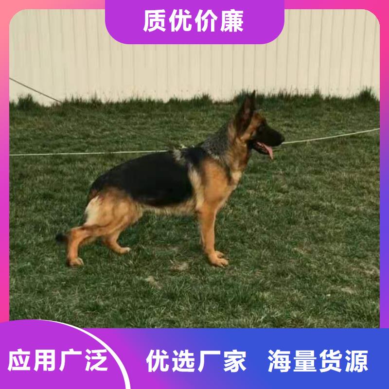 【德国牧羊犬】德牧犬来图定制