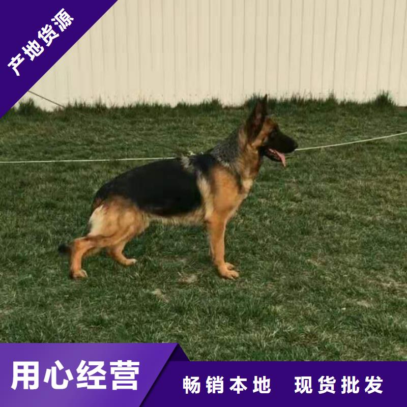 德国牧羊犬-比特犬商家直供