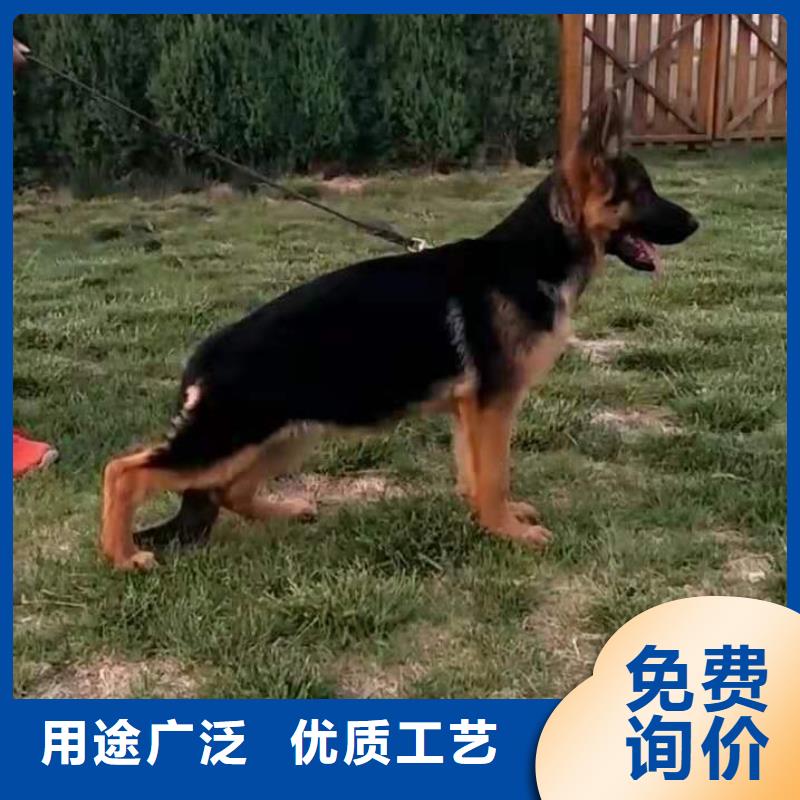 德国牧羊犬【德牧犬】价格实惠