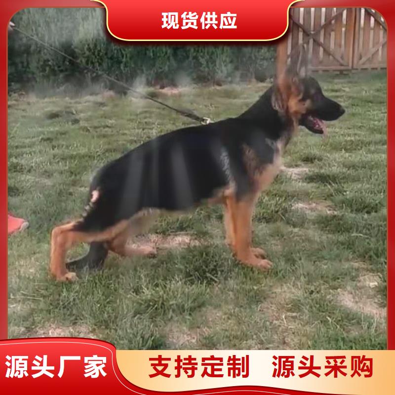 【德国牧羊犬】德牧犬来图定制