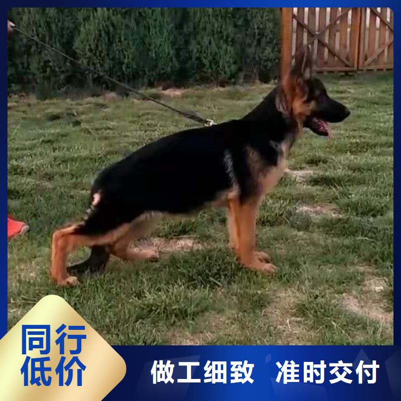 德国牧羊犬罗威纳犬货源报价