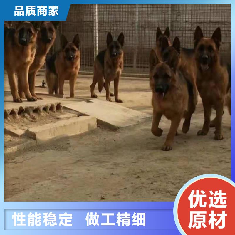 德国牧羊犬马犬支持大批量采购