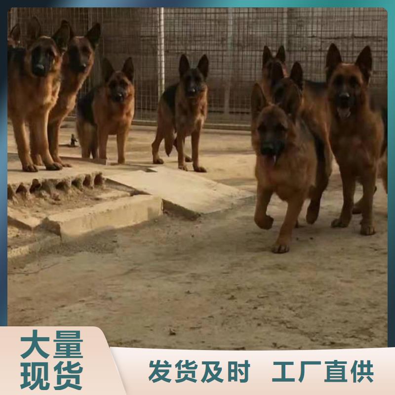 德国牧羊犬杜宾犬产地厂家直销