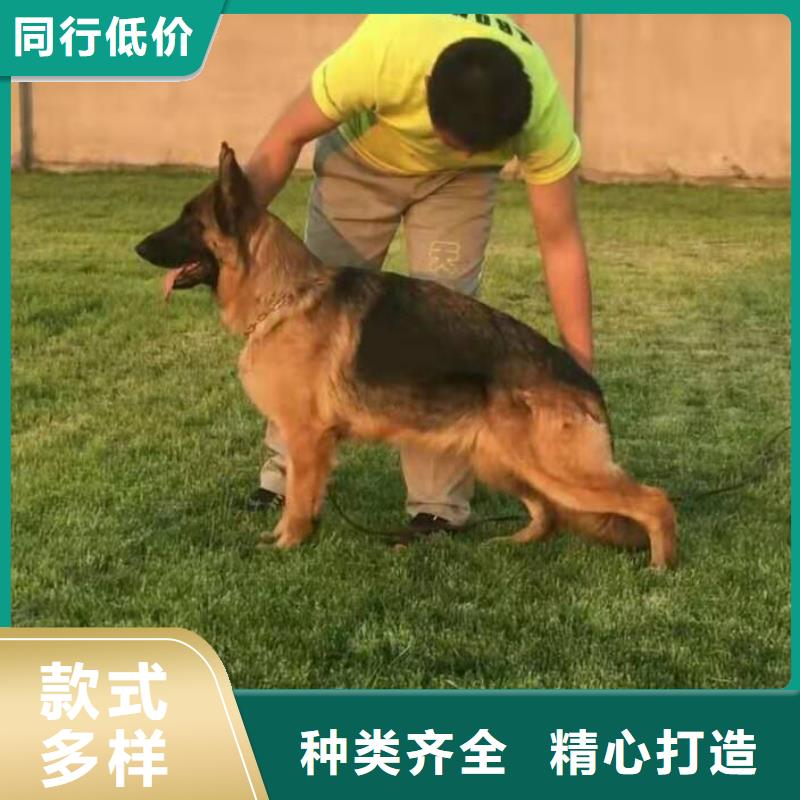 德国牧羊犬杜高犬买的放心