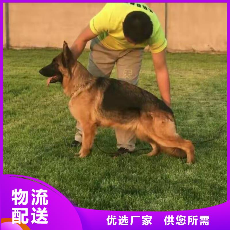 德国牧羊犬-比特犬口碑好实力强