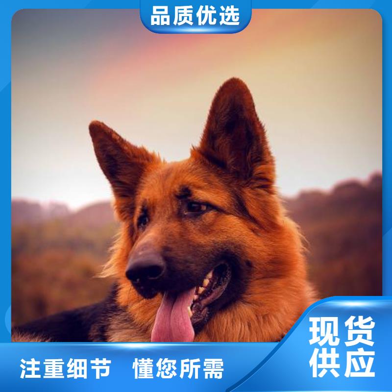 德国牧羊犬杜宾犬拥有多家成功案例