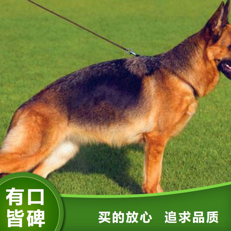 德国牧羊犬,马犬工厂采购