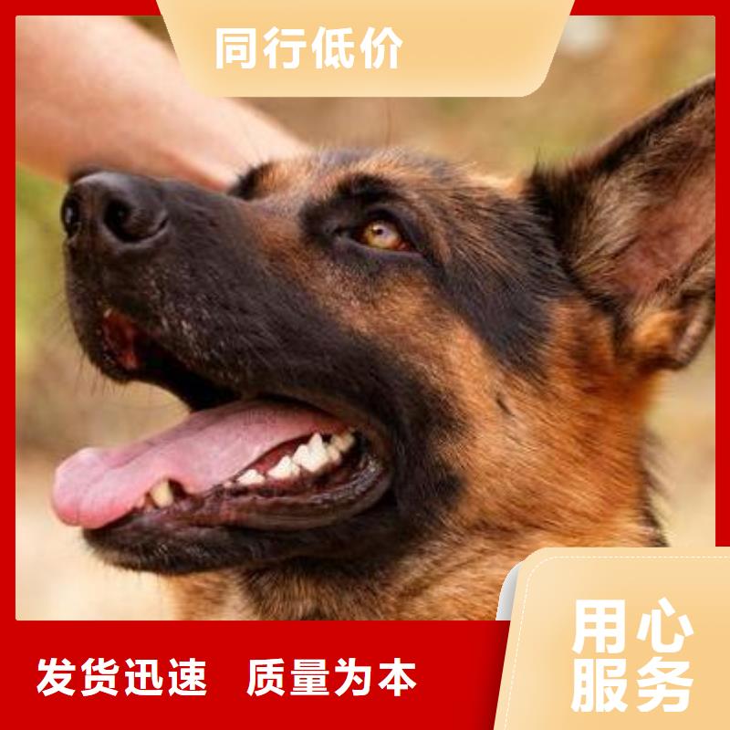 【德国牧羊犬拉布拉多犬满足客户所需】