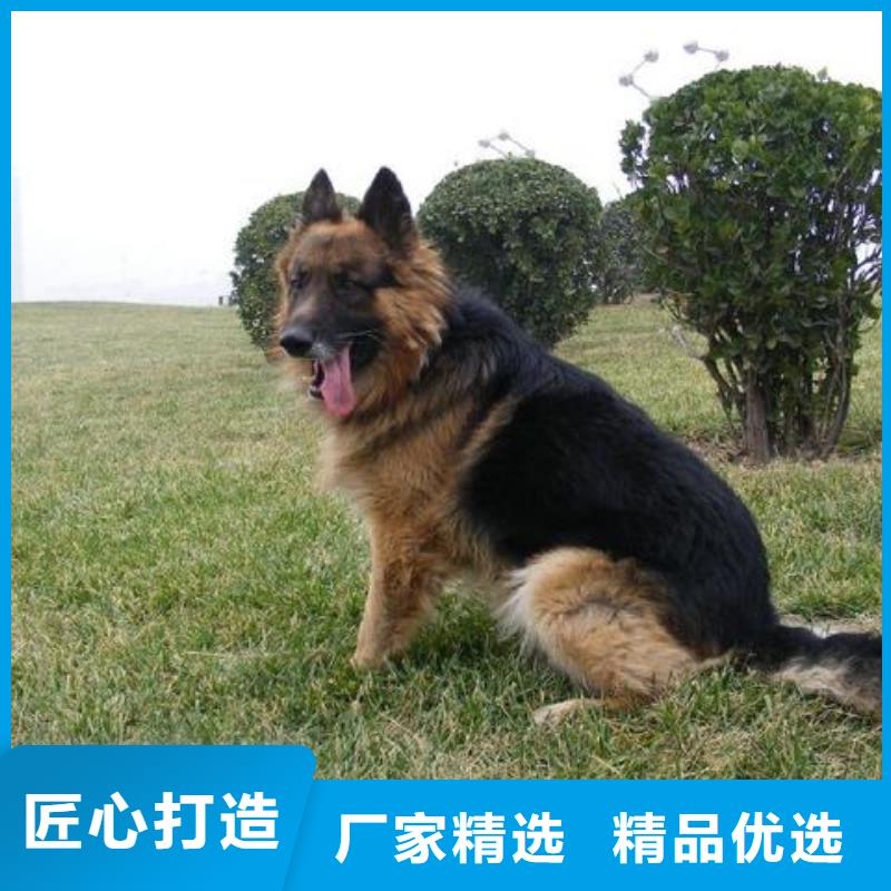 德国牧羊犬,罗威纳犬支持定制批发