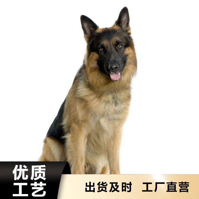 德国牧羊犬杜高犬买的放心