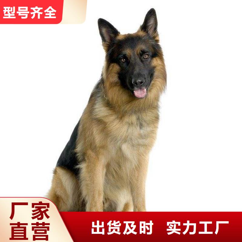 德国牧羊犬,马犬工厂采购