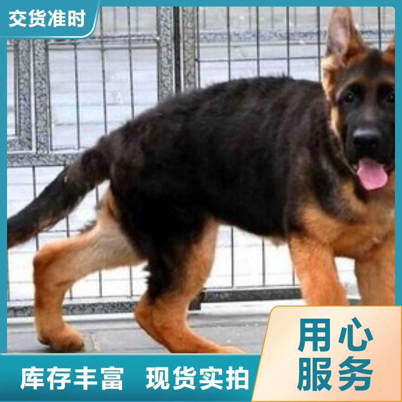 德国牧羊犬-德牧犬厂家现货批发