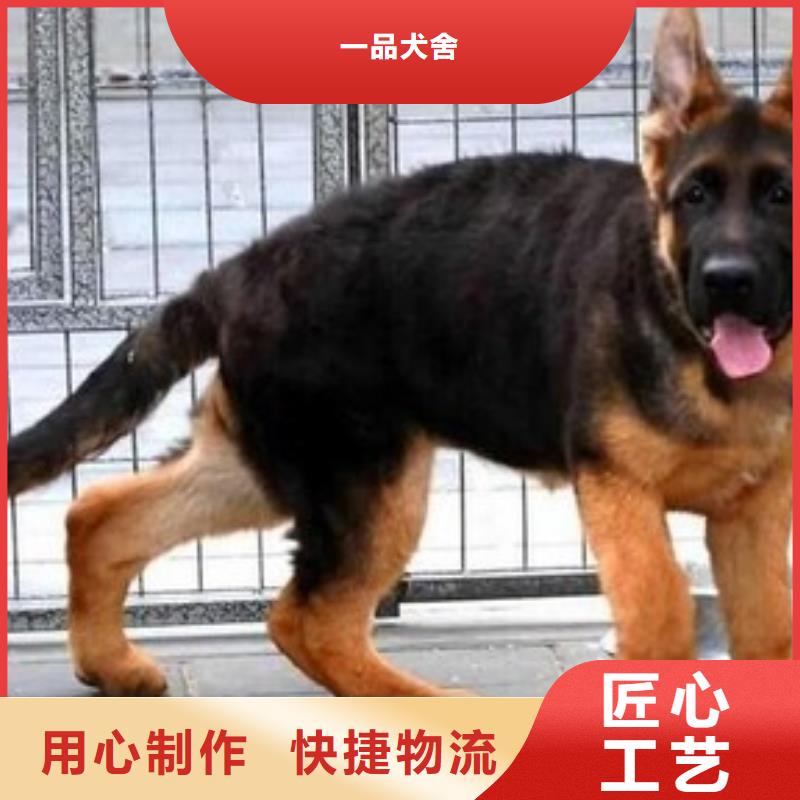 德国牧羊犬【比特犬】源头厂家来图定制