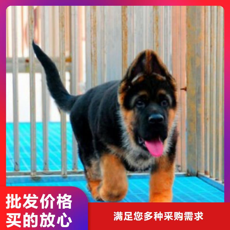 德国牧羊犬【比特犬】源头厂家来图定制