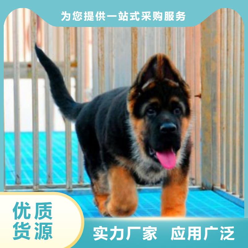 德国牧羊犬-比特犬商家直供