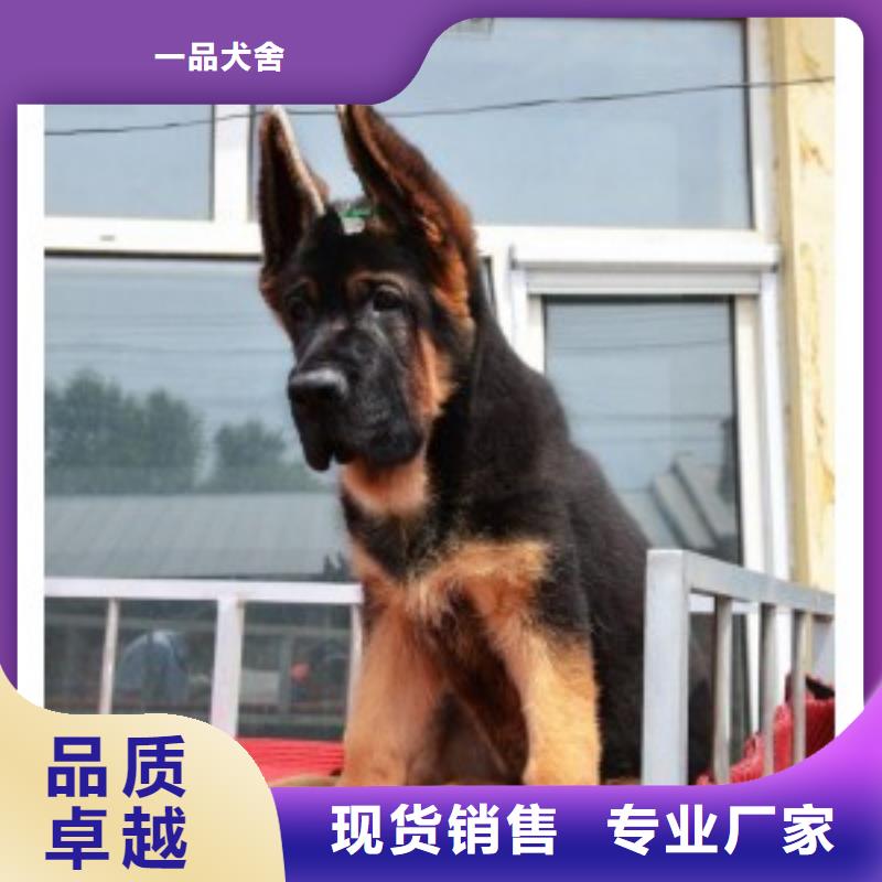 德国牧羊犬,马犬工厂采购