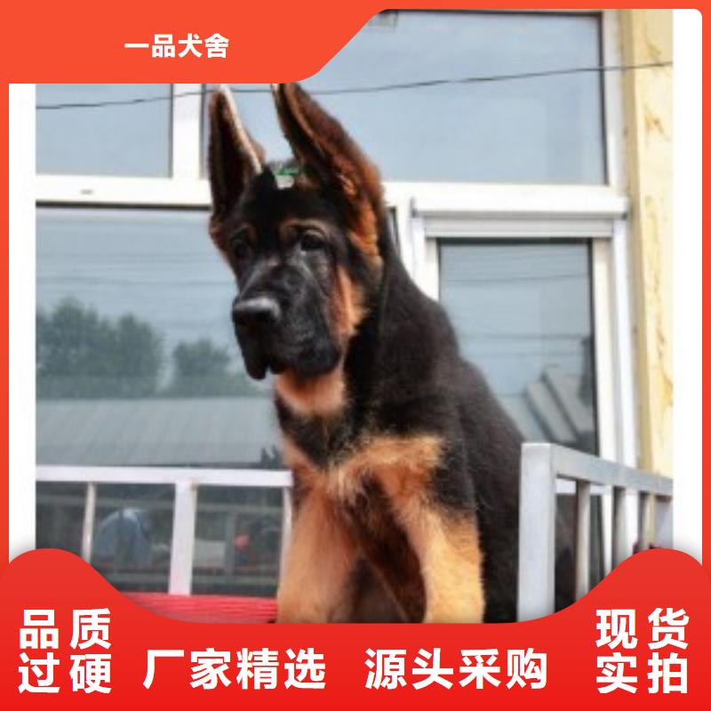 德国牧羊犬杜高犬买的放心