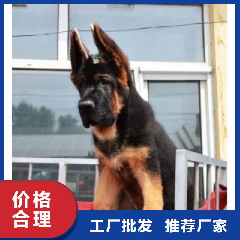 德国牧羊犬德牧犬N年生产经验