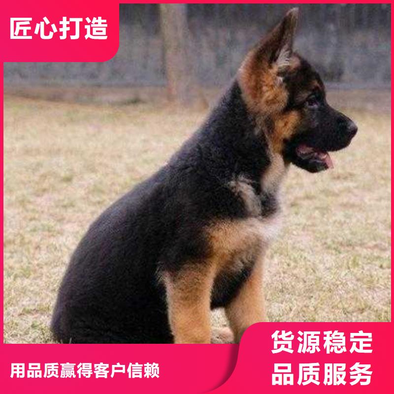 德国牧羊犬-比特犬口碑好实力强