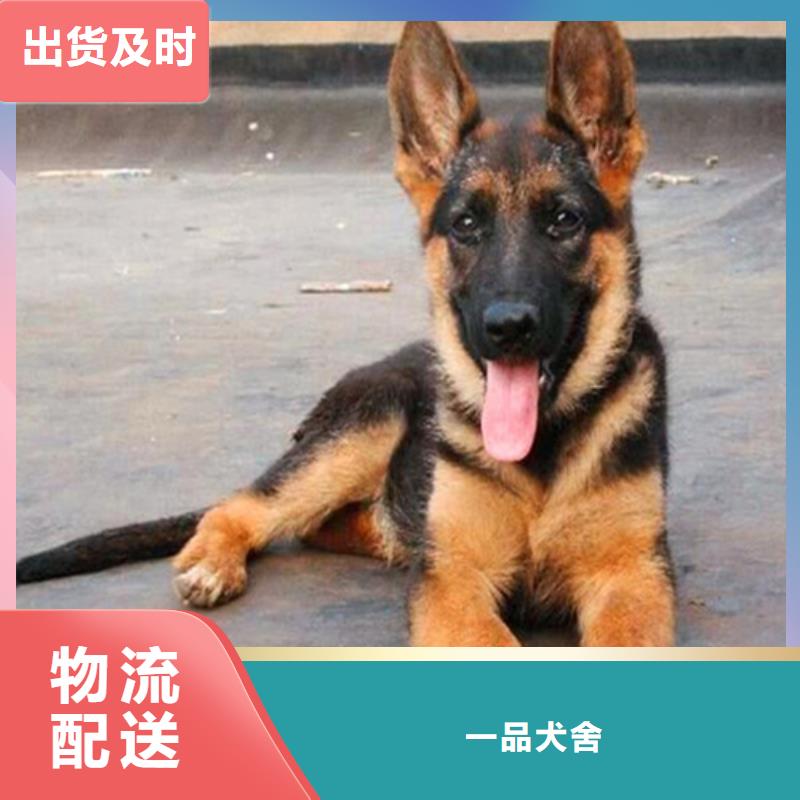 【德国牧羊犬】德牧犬来图定制