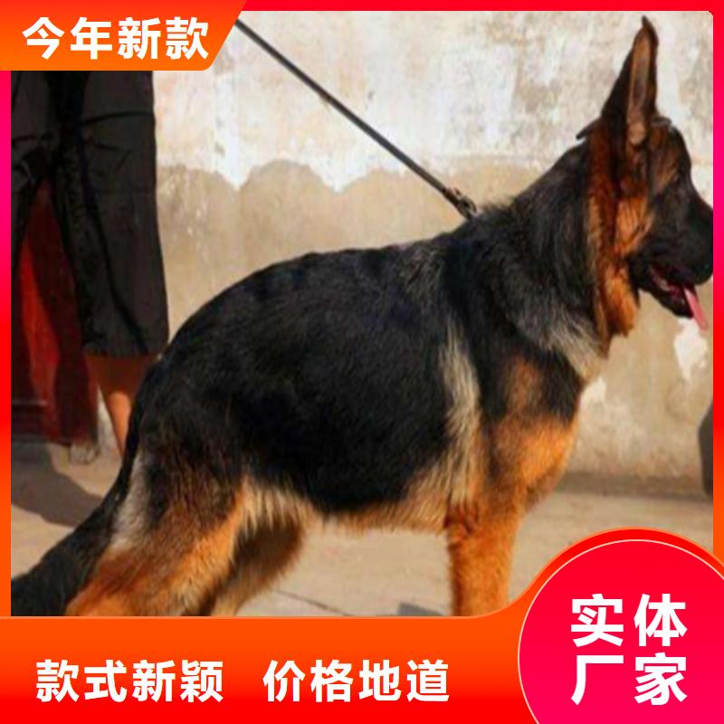 德国牧羊犬,罗威纳犬支持定制批发