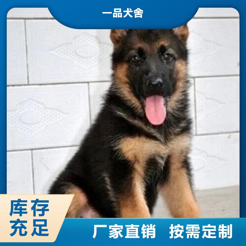 【德国牧羊犬_罗威纳犬款式新颖】