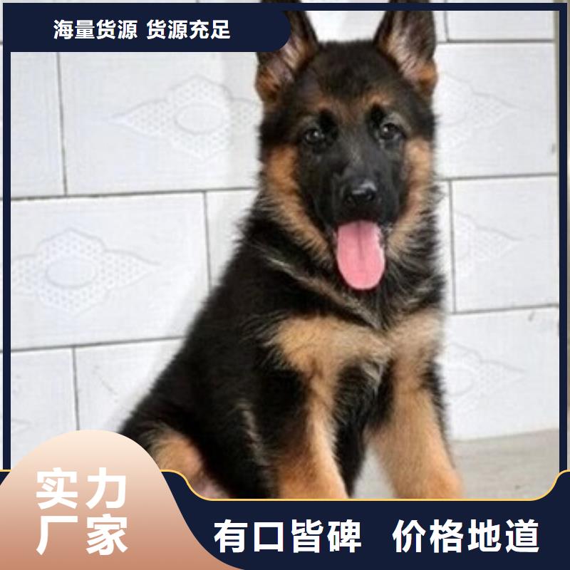 德国牧羊犬杜高犬买的放心