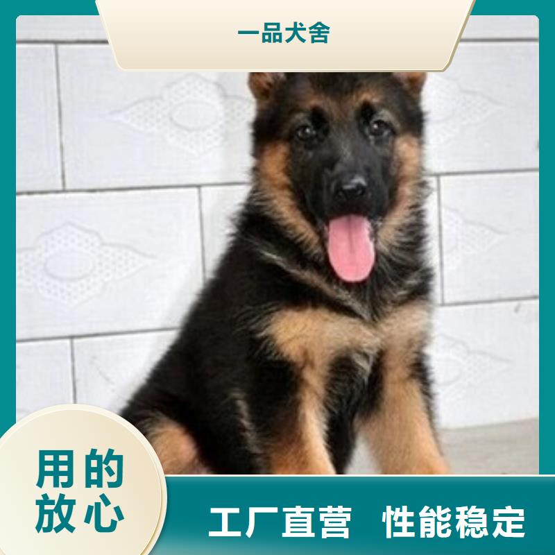 德国牧羊犬【德牧犬】联系厂家