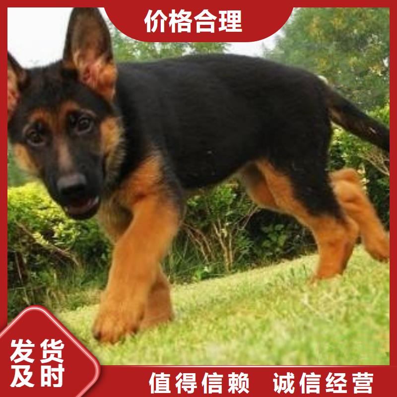 德国牧羊犬,罗威纳犬支持定制批发