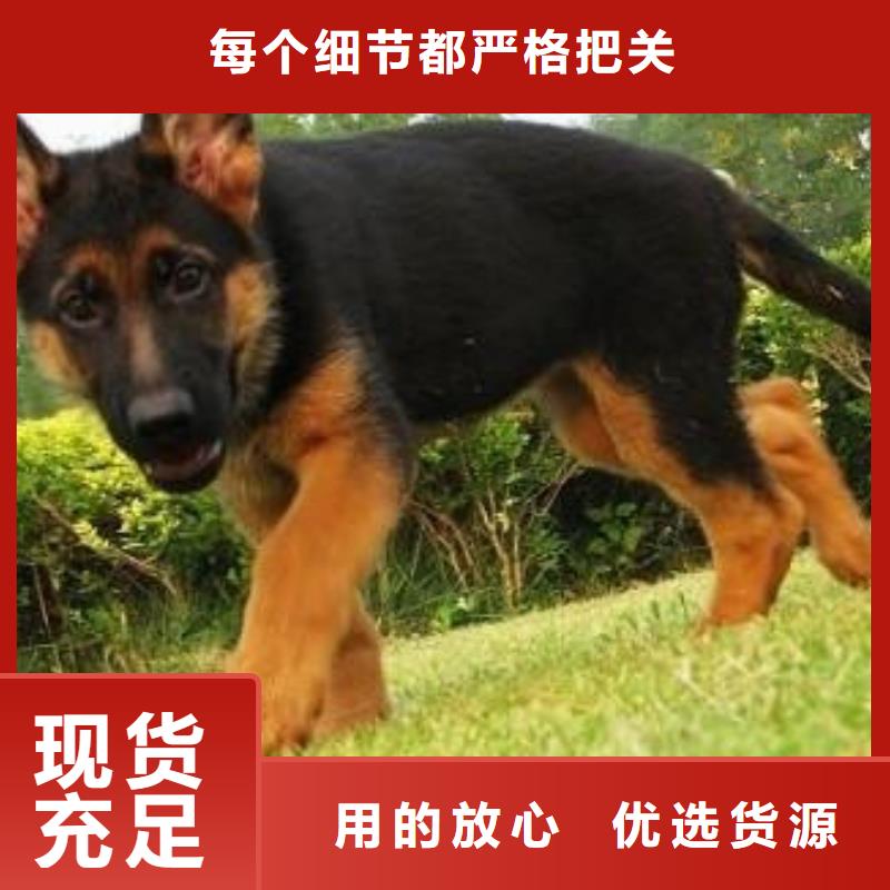 德国牧羊犬【德牧犬】价格实惠